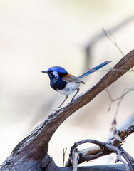 Malurus pulcherrimus