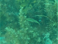 Halichoeres brownfieldi