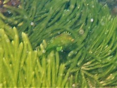 Heteroscarus acroptilus