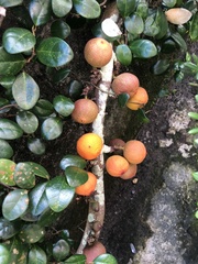 Ficus aurantiaca parvifolia