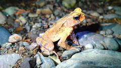 Ingerophrynus celebensis