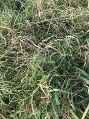 Poaceae