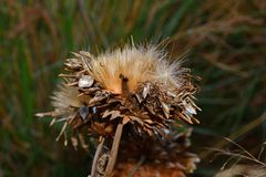 Cynara cardunculus