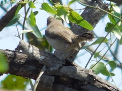 Thryomanes bewickii