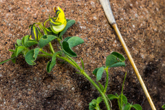 Crotalaria obscura