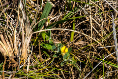 Crotalaria obscura