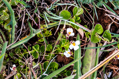 Diclis rotundifolia
