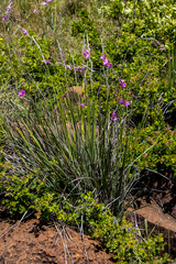 Dierama ambiguum
