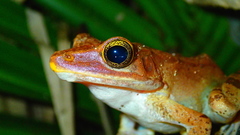 Polypedates iskandari