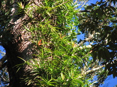 Freycinetia excelsa