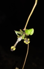Ceropegia candelabrum
