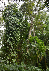 Philodendron lacerum
