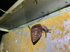 Satsuma sphaeroconus