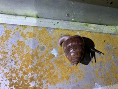 Satsuma sphaeroconus