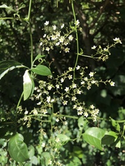 Neoalsomitra clavigera