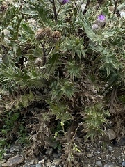Cirsium pugnax