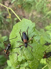 Barbitistes vicetinus