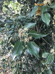 Hedera helix