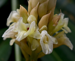 Alpinia oxymitra