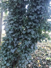 Hedera helix