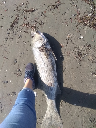 Striped bass balığı