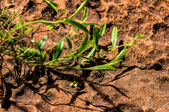 Hermannia parviflora