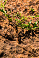 Hermannia parviflora