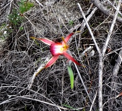 Caladenia decora