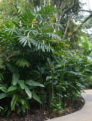 Alpinia oxymitra