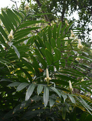 Alpinia oxymitra