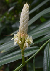 Alpinia oxymitra