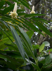 Alpinia oxymitra