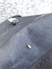 Diptera