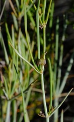 Centella glauca