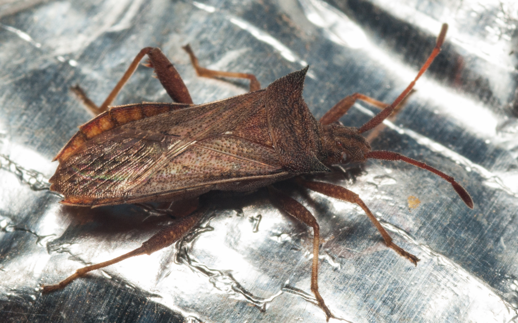 Myla microphthalma