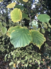Corylus avellana
