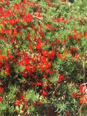 Lotus berthelotii