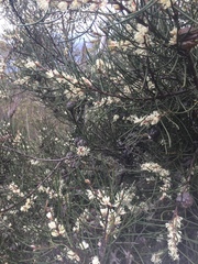 Hakea lissosperma