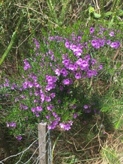 Prostanthera phylicifolia