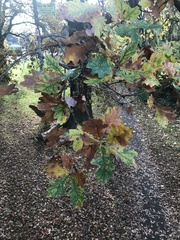 Quercus