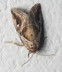 Deltote johnjoannoui