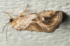 Deltote johnjoannoui