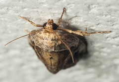 Deltote johnjoannoui