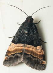 Pseudozarba cupreofascia