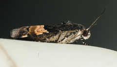 Pseudozarba cupreofascia