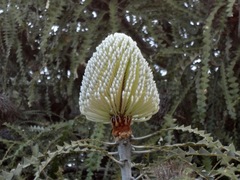 Banksia speciosa