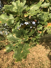 Quercus