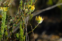 Aspalathus tridentata