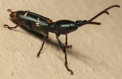 Orfilaia vulsellata