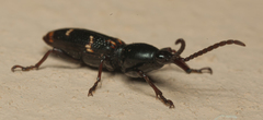 Orfilaia vulsellata